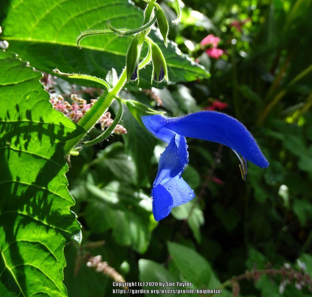 Photo of Gentian Sage (Salvia patens) uploaded by kniphofia