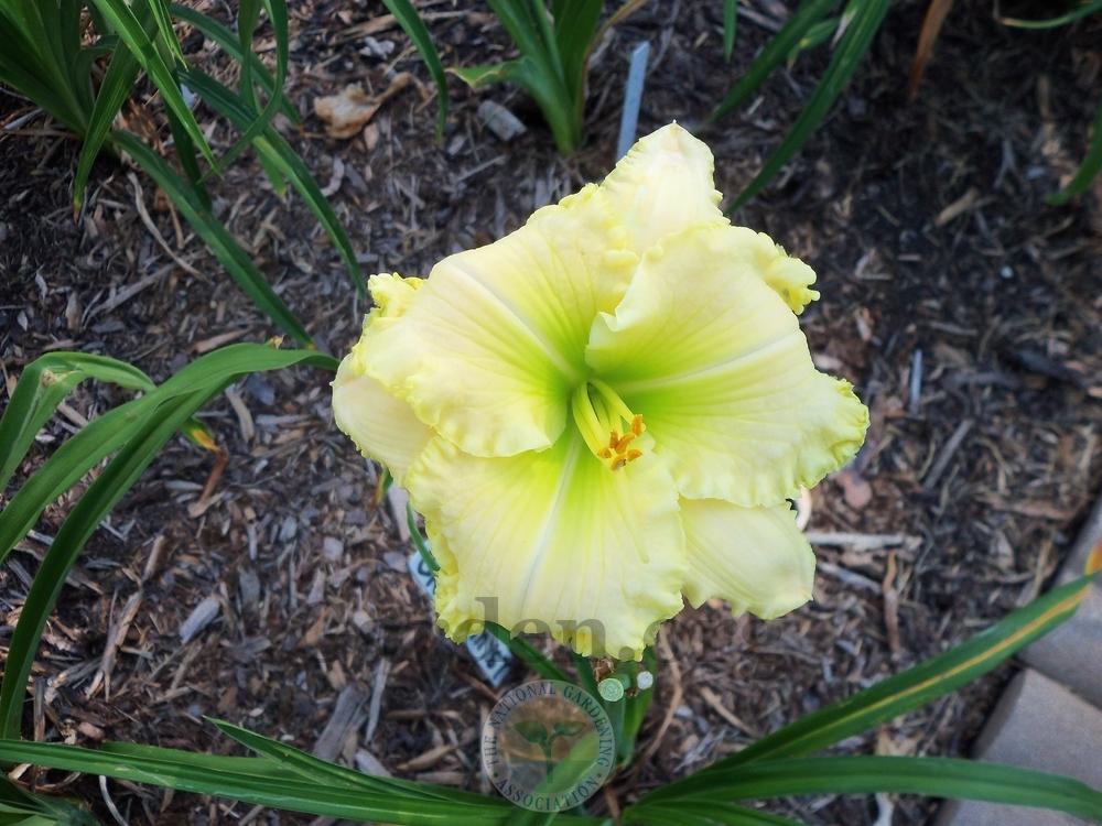 Photo of Daylily (Hemerocallis 'Green Mystique') uploaded by virginiarose