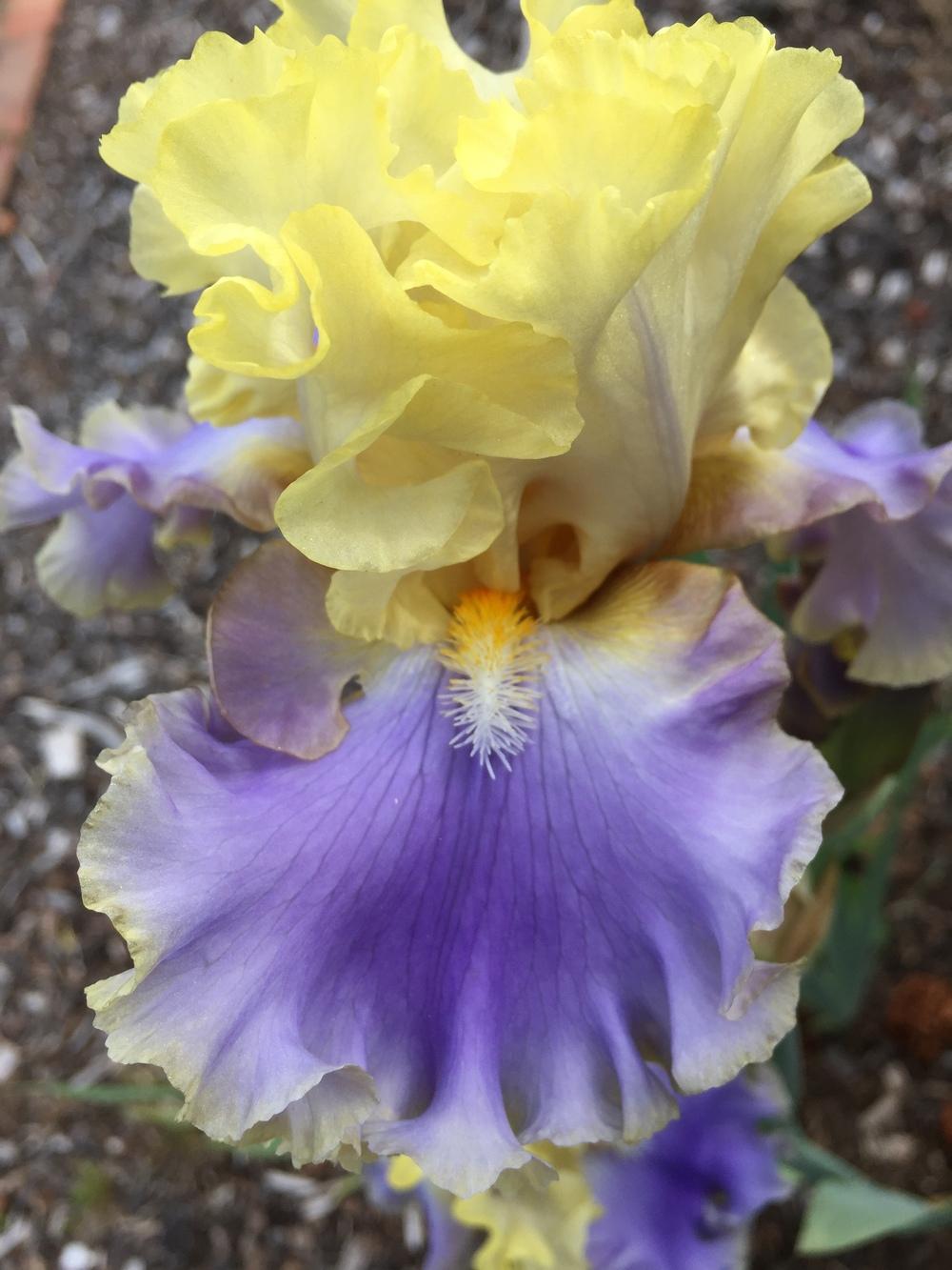 Photo of Tall Bearded Iris (Iris 'Bollywood') uploaded by ElleBeeIrisWorld
