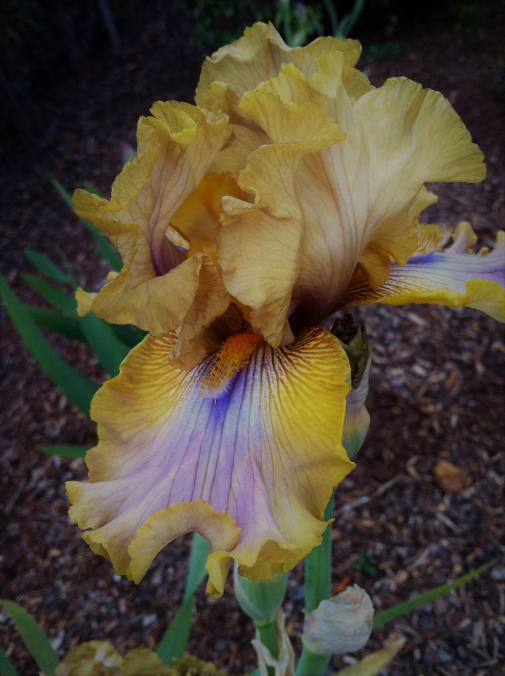 Photo of Tall Bearded Iris (Iris 'Boy Next Door') uploaded by ElleBeeIrisWorld