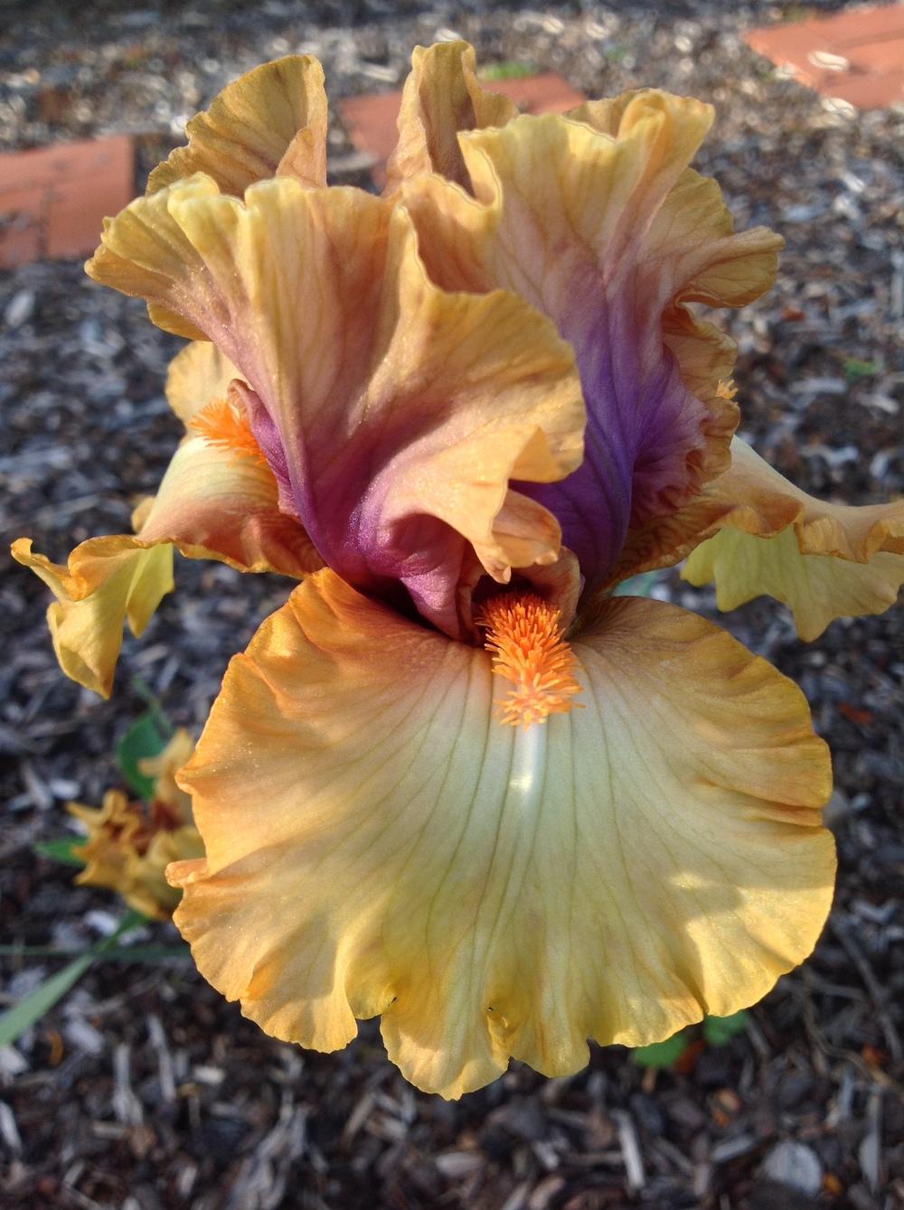 Photo of Tall Bearded Iris (Iris 'Broome Sunset') uploaded by ElleBeeIrisWorld