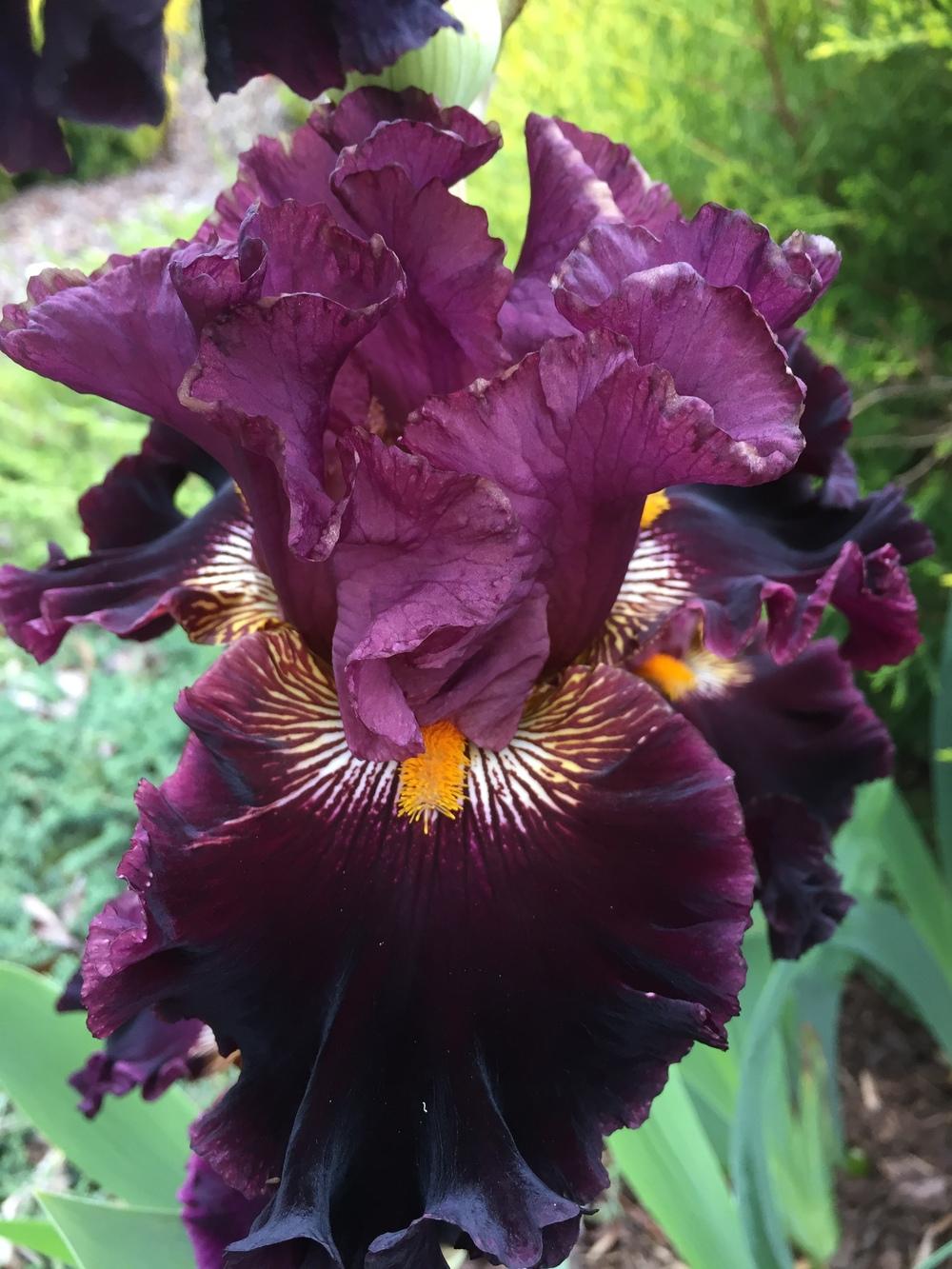 Photo of Tall Bearded Iris (Iris 'Buccaneer's Prize') uploaded by ElleBeeIrisWorld