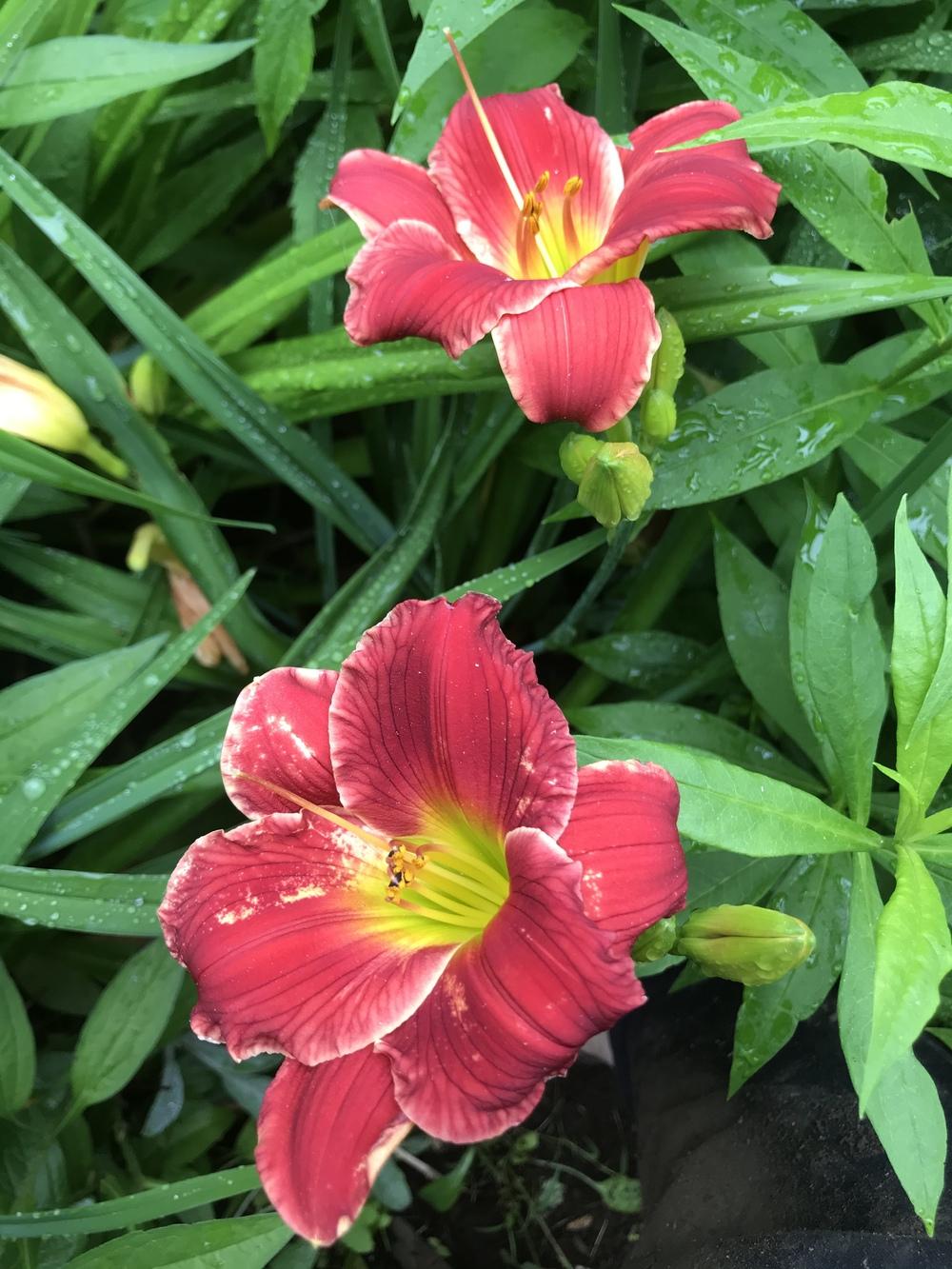 Photo of Daylily (Hemerocallis 'Roses in Snow') uploaded by Zoia