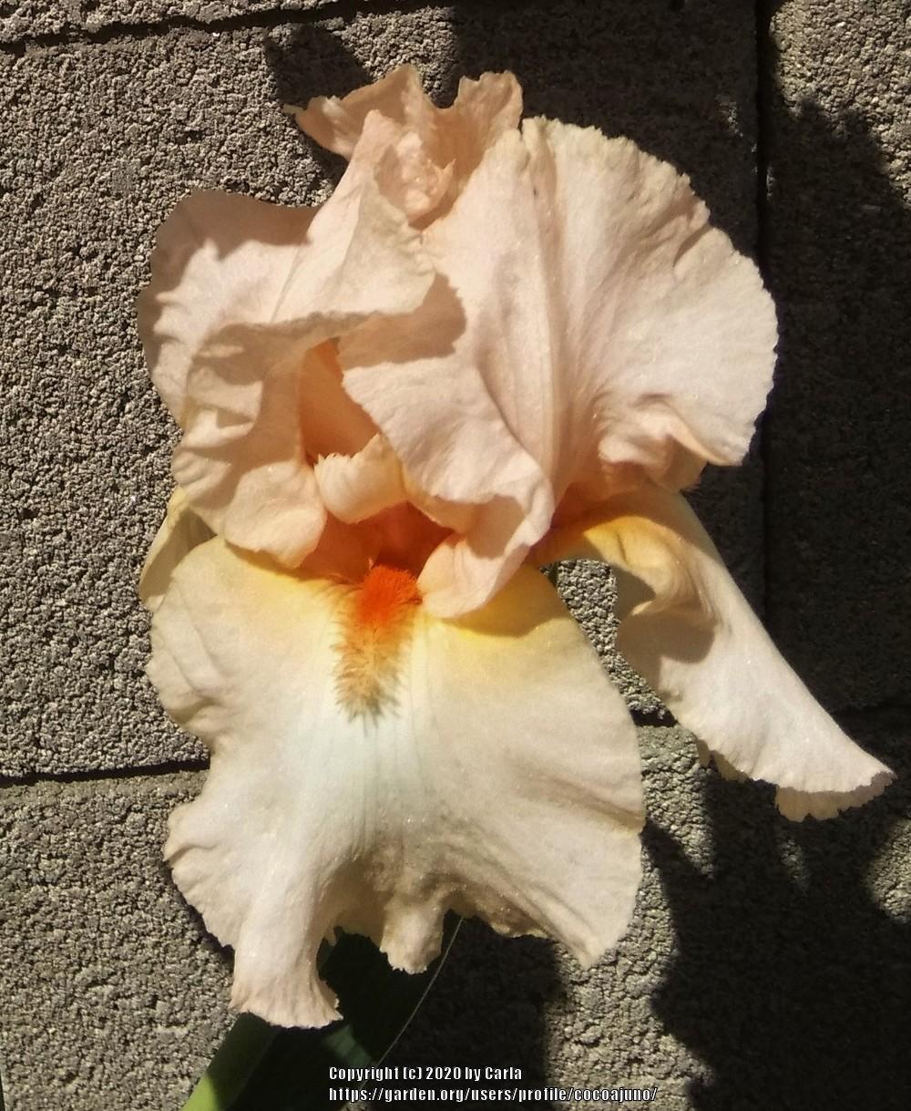 Photo of Tall Bearded Iris (Iris 'Be Mine') uploaded by cocoajuno