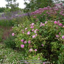 Location: RHS Harlow Carr, Yorkshire, UK
Date: 2020-09-05