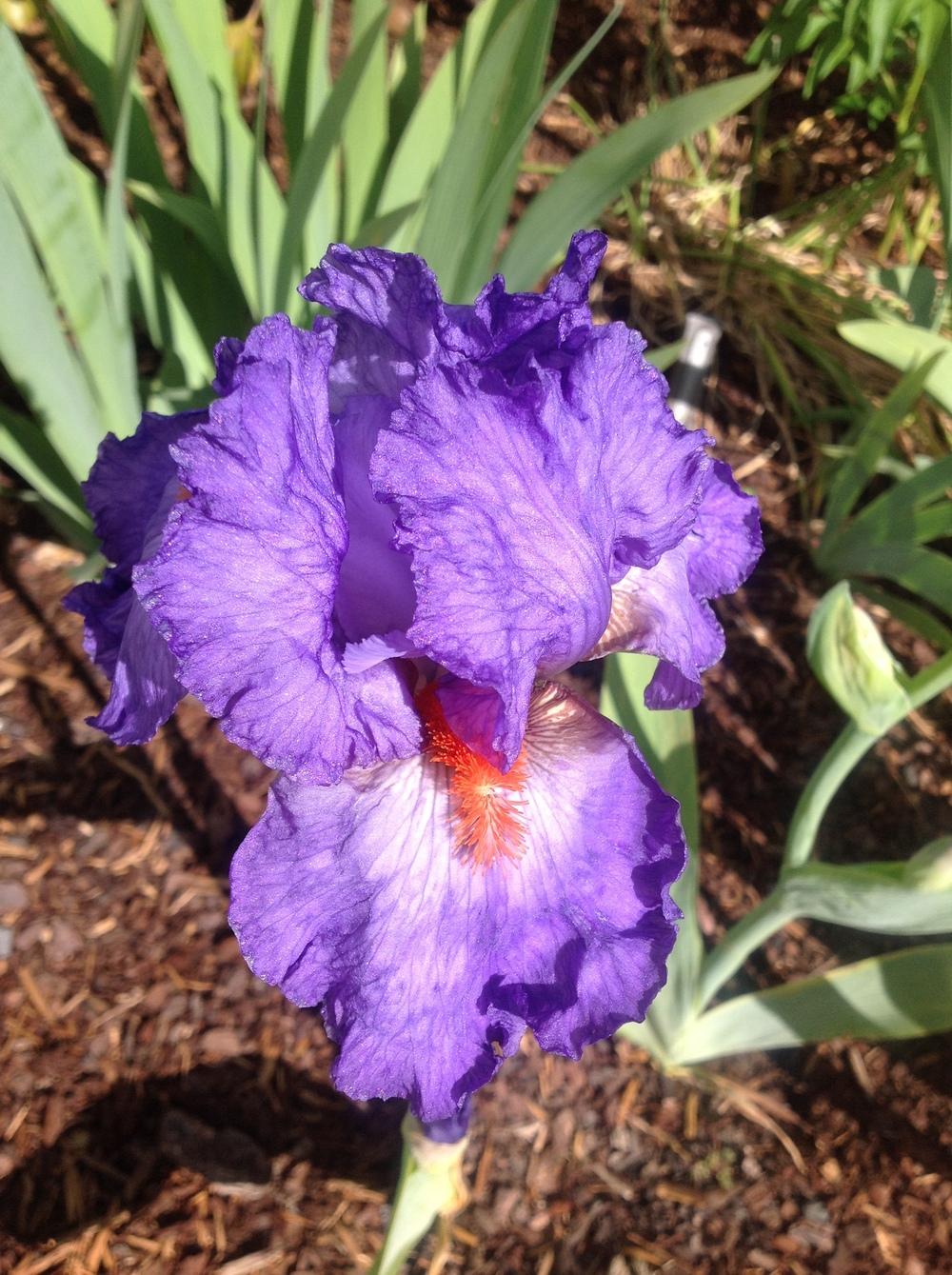 Photo of Tall Bearded Iris (Iris 'Glad') uploaded by ElleBeesIrisWorld