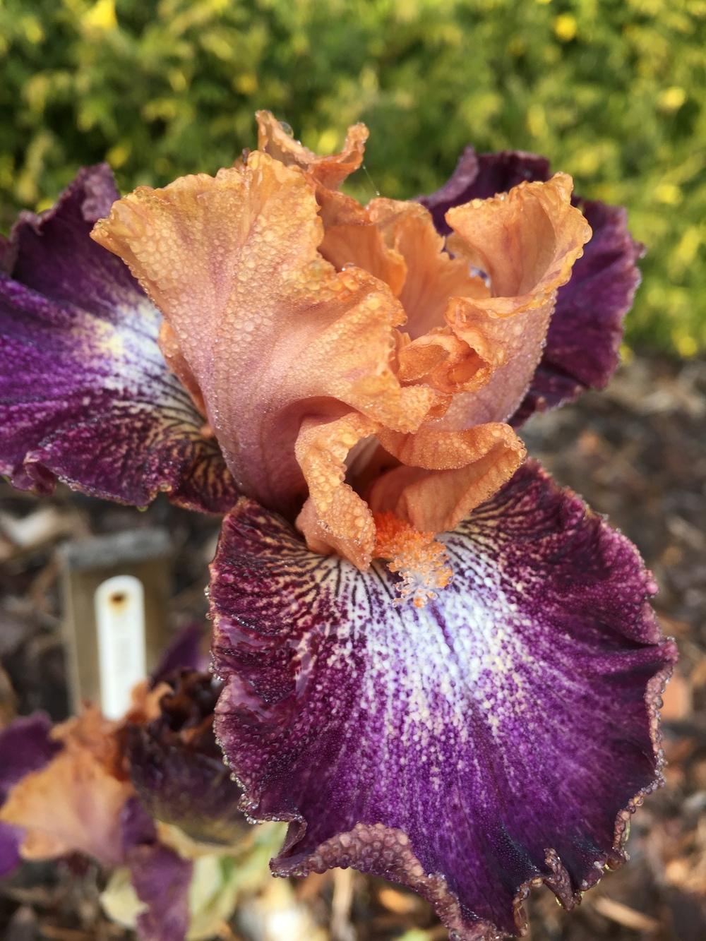 Photo of Intermediate Bearded Iris (Iris 'Flying Circus') uploaded by ElleBeesIrisWorld