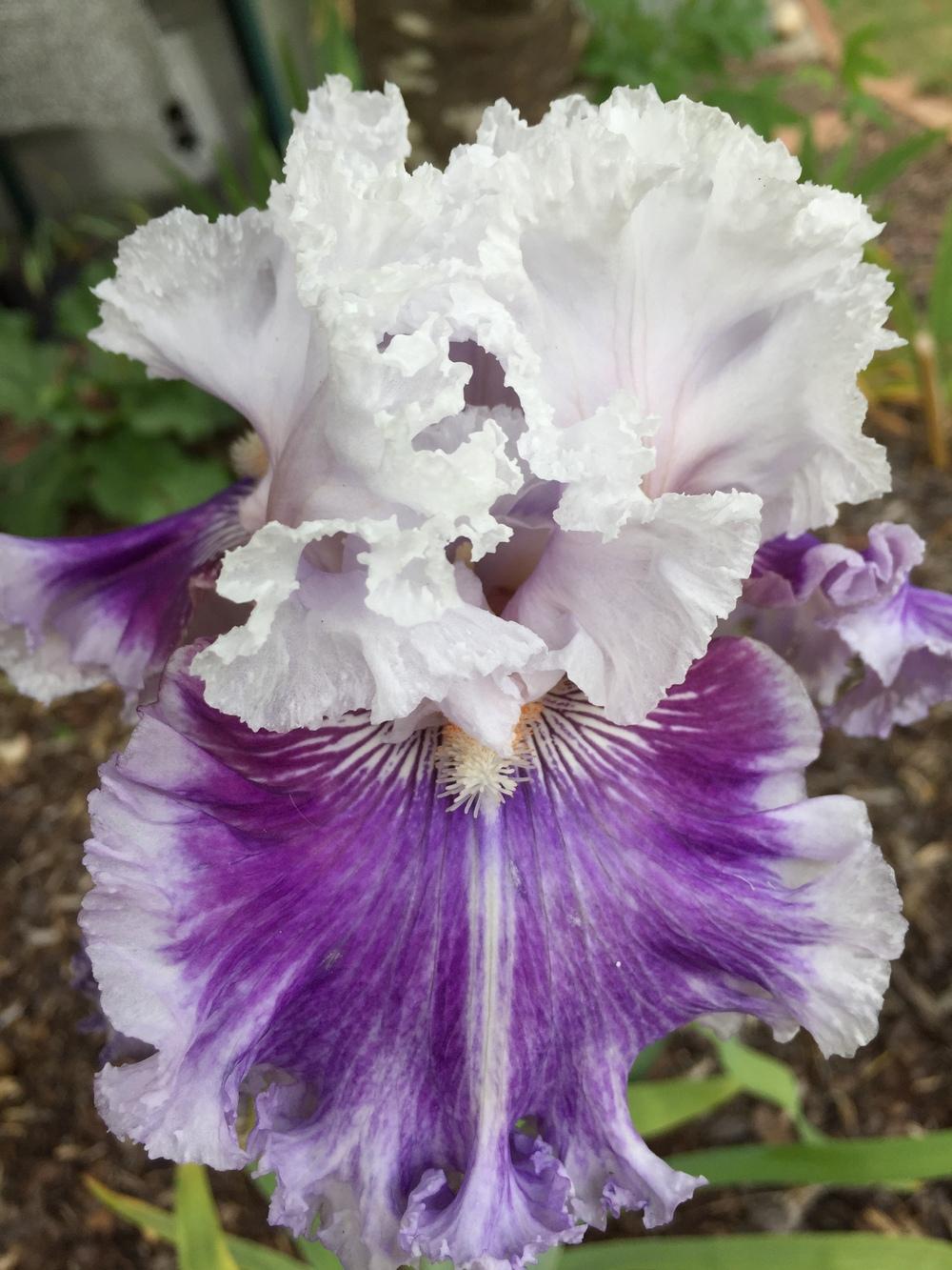 Photo of Tall Bearded Iris (Iris 'Frill of It All') uploaded by ElleBeesIrisWorld