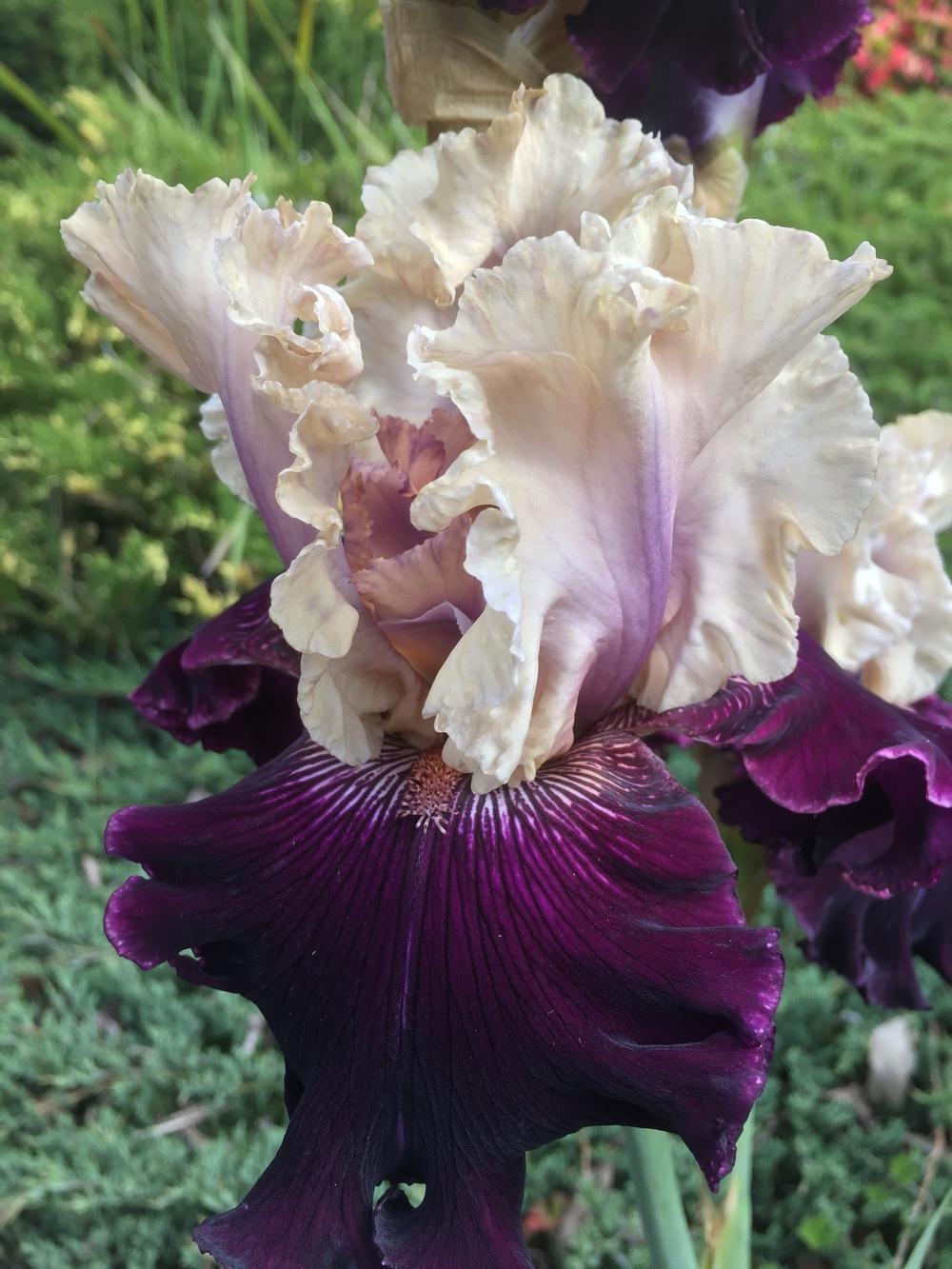Photo of Tall Bearded Iris (Iris 'Gates of Rome') uploaded by ElleBeesIrisWorld