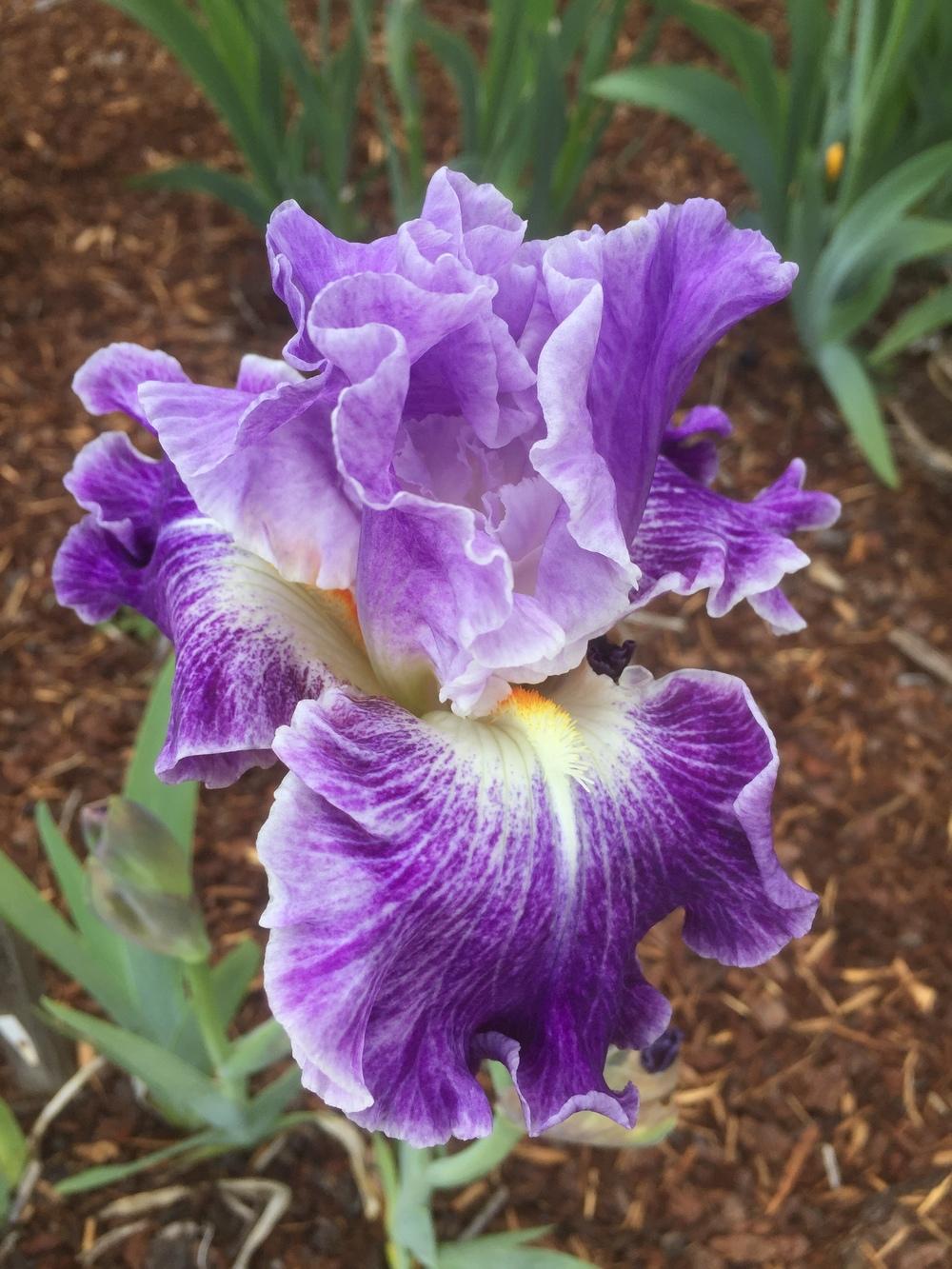 Photo of Tall Bearded Iris (Iris 'Fancy Dress') uploaded by ElleBeesIrisWorld