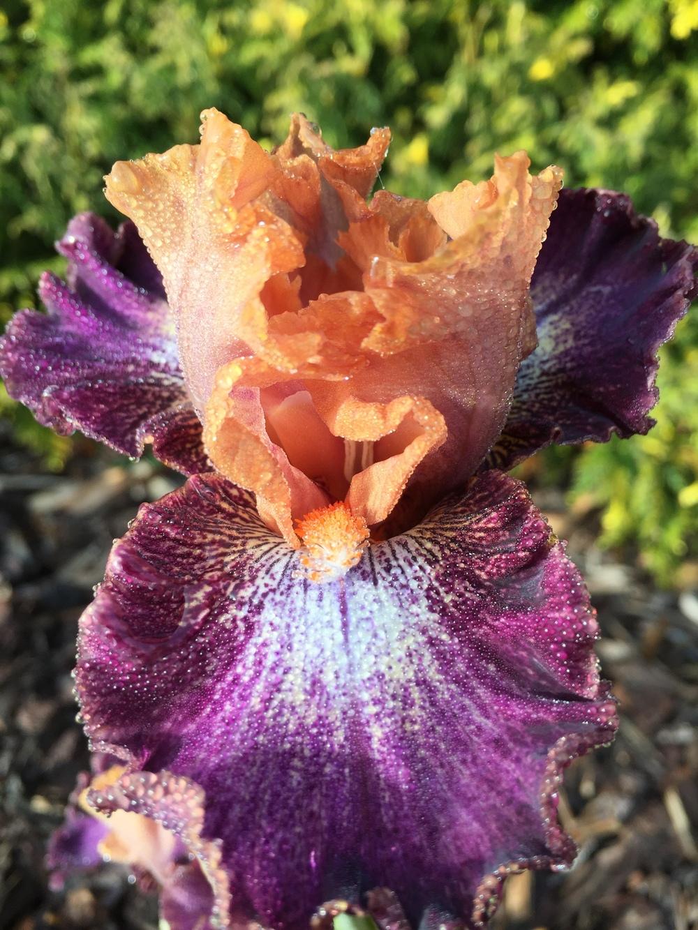 Photo of Intermediate Bearded Iris (Iris 'Flying Circus') uploaded by ElleBeesIrisWorld