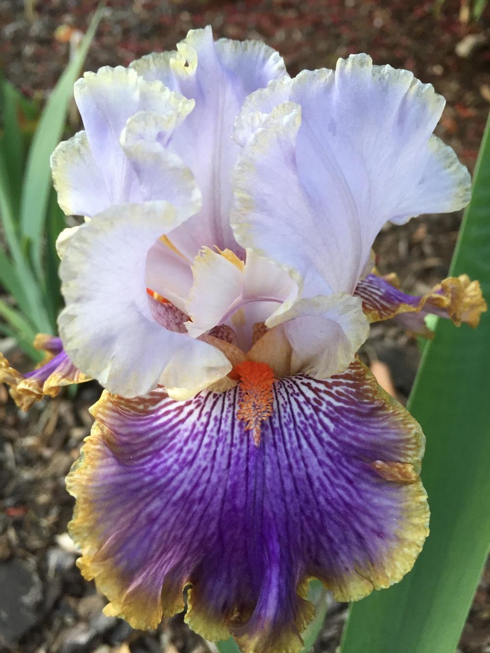 Photo of Tall Bearded Iris (Iris 'Effective') uploaded by ElleBeesIrisWorld