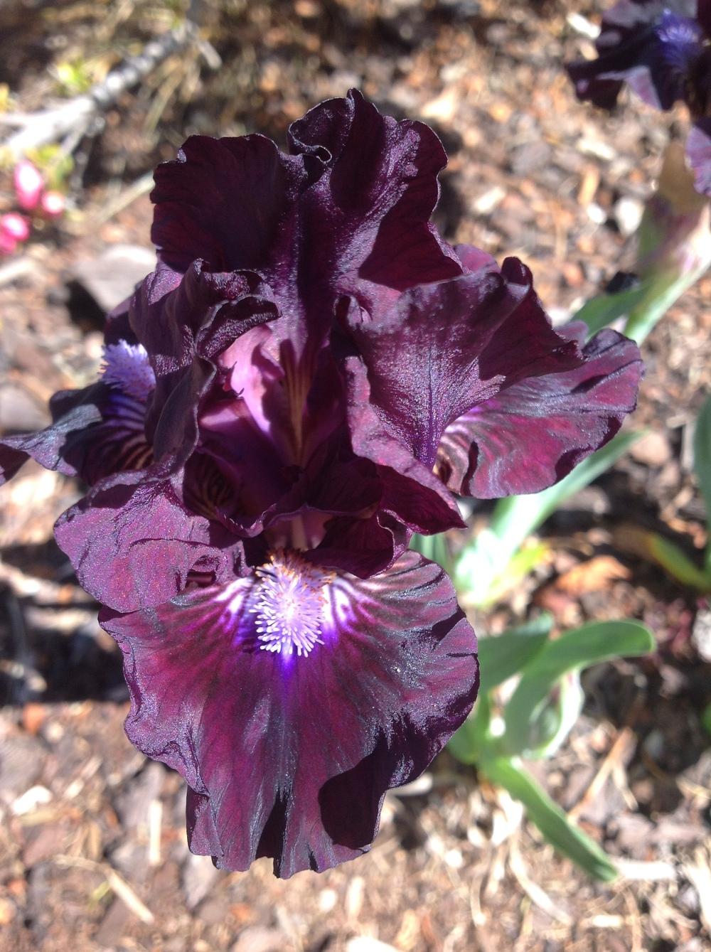 Photo of Standard Dwarf Bearded Iris (Iris 'Dapper') uploaded by ElleBeesIrisWorld