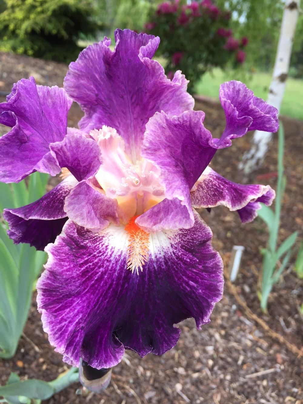 Photo of Tall Bearded Iris (Iris 'Fancy Woman') uploaded by ElleBeesIrisWorld