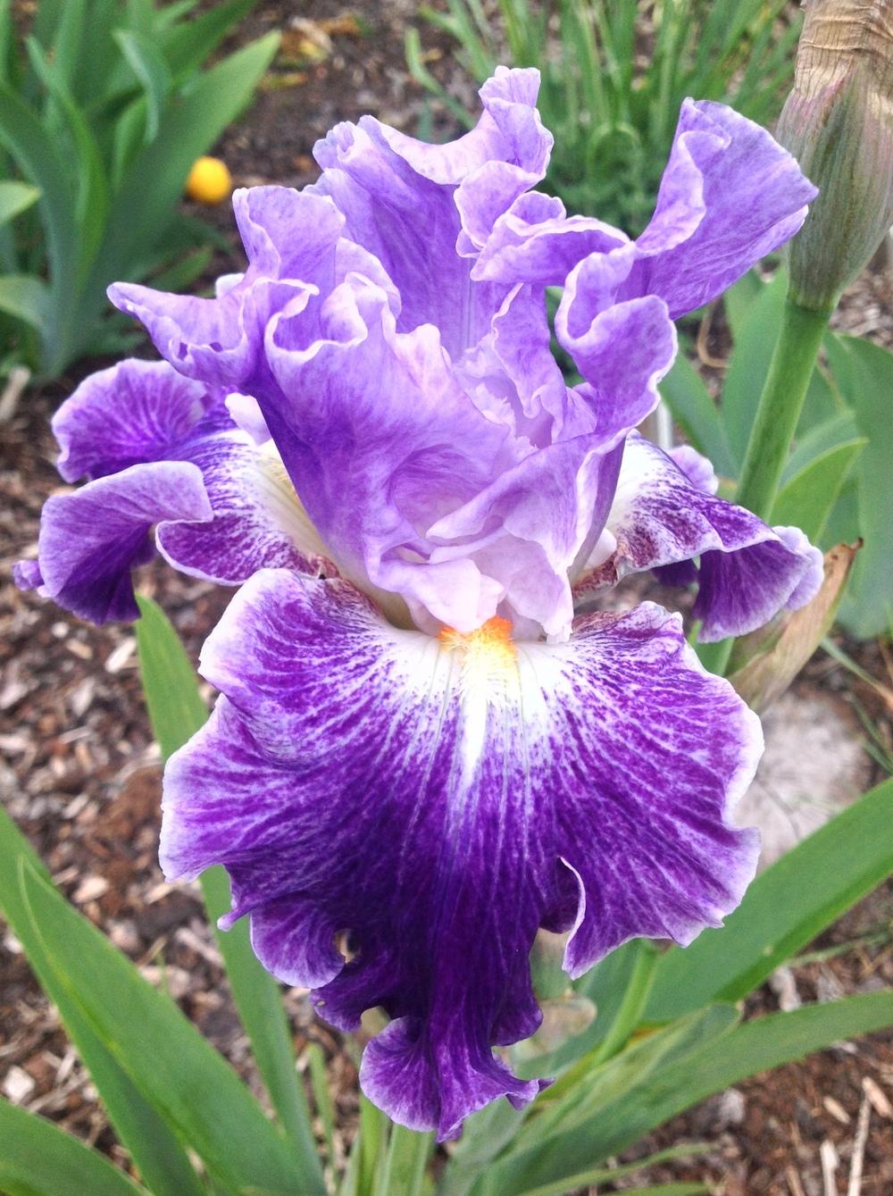 Photo of Tall Bearded Iris (Iris 'Fancy Dress') uploaded by ElleBeesIrisWorld