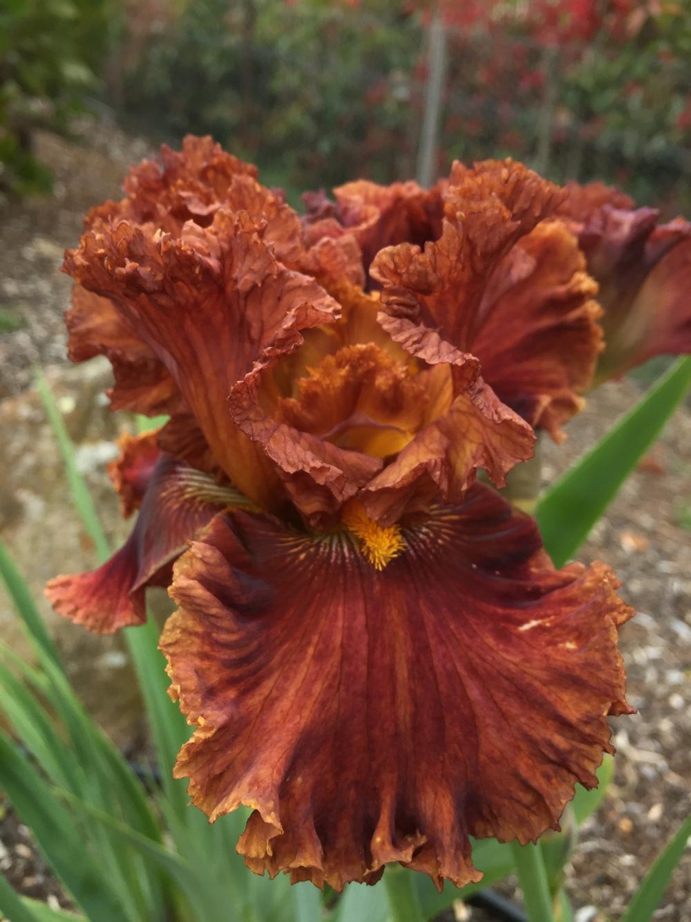 Photo of Tall Bearded Iris (Iris 'Chestnuts Roasting') uploaded by ElleBeesIrisWorld