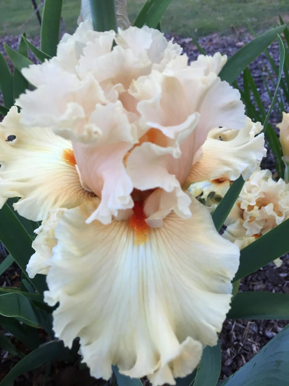 Photo of Tall Bearded Iris (Iris 'Comes the Dawn') uploaded by ElleBeesIrisWorld