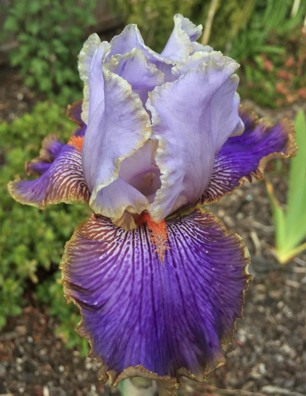 Photo of Tall Bearded Iris (Iris 'Effective') uploaded by ElleBeesIrisWorld