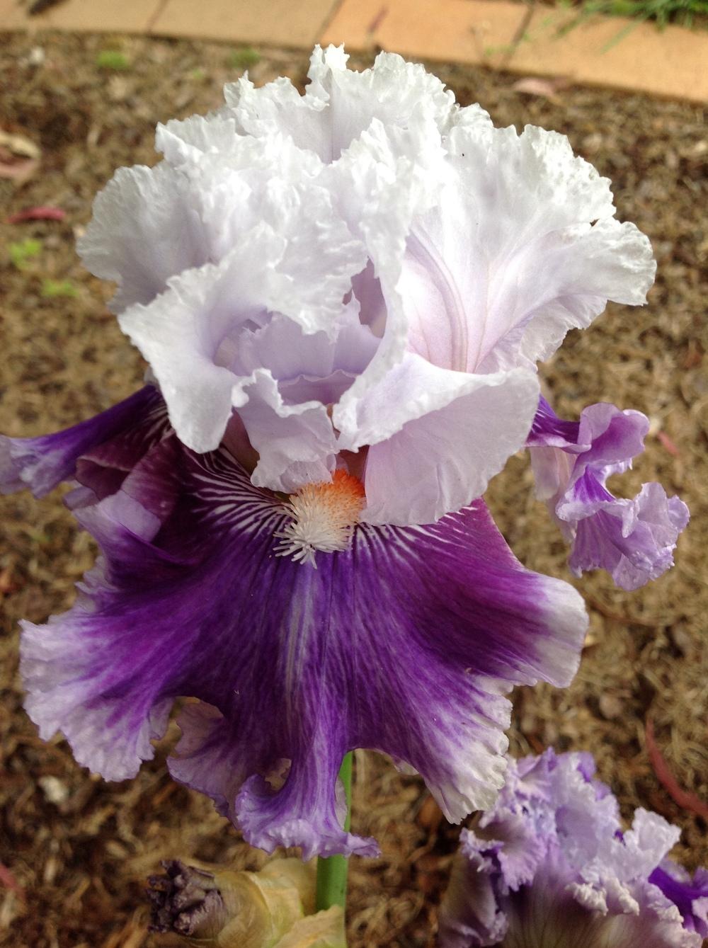 Photo of Tall Bearded Iris (Iris 'Frill of It All') uploaded by ElleBeesIrisWorld