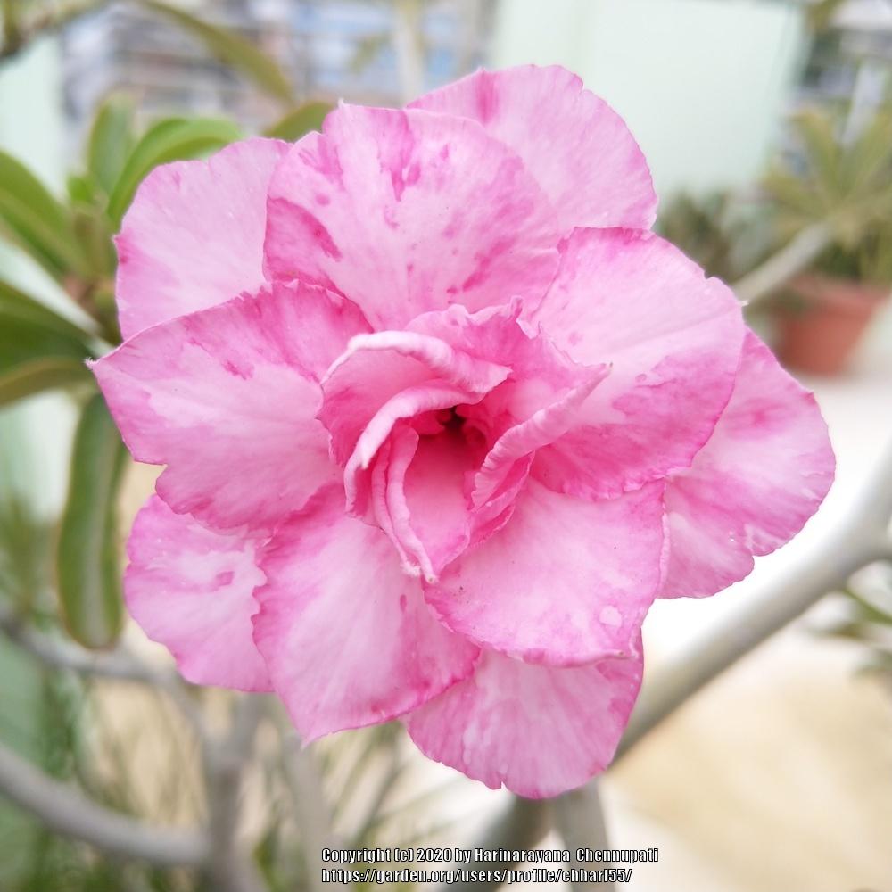 Photo of Desert Rose (Adenium obesum) uploaded by chhari55