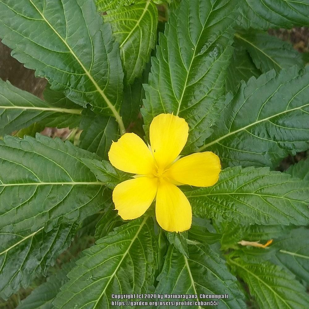 Photo of Yellow Alder (Turnera ulmifolia) uploaded by chhari55