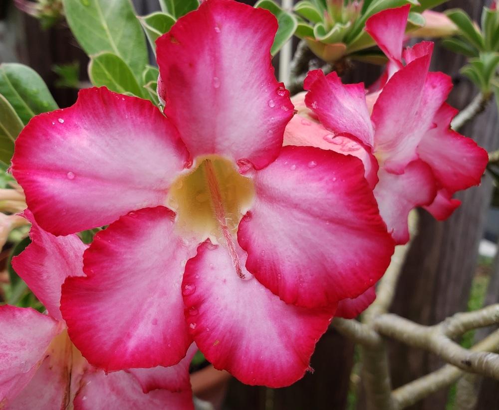 Photo of Desert Rose (Adenium obesum) uploaded by CBJoyce
