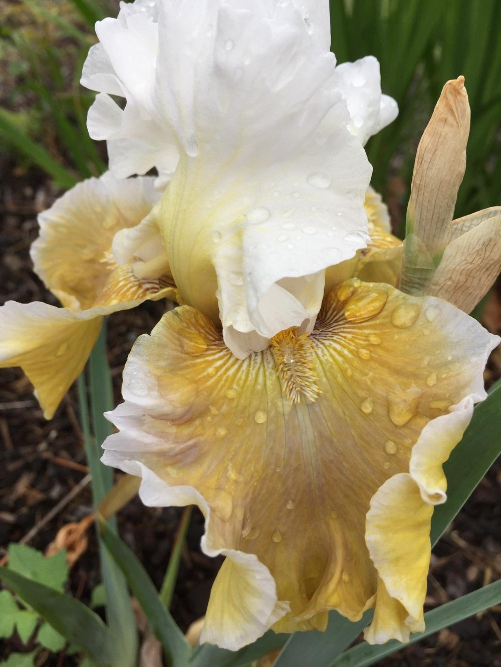 Photo of Tall Bearded Iris (Iris 'Going Green') uploaded by ElleBeesIrisWorld