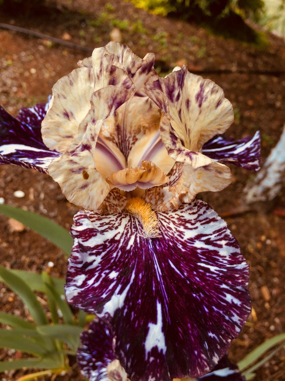 Photo of Tall Bearded Iris (Iris 'Gnus Flash') uploaded by ElleBeesIrisWorld