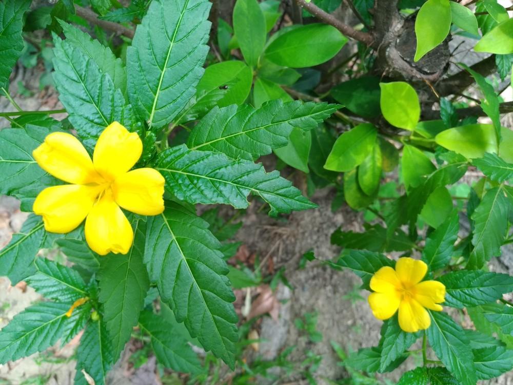 Photo of Yellow Alder (Turnera ulmifolia) uploaded by kdave53