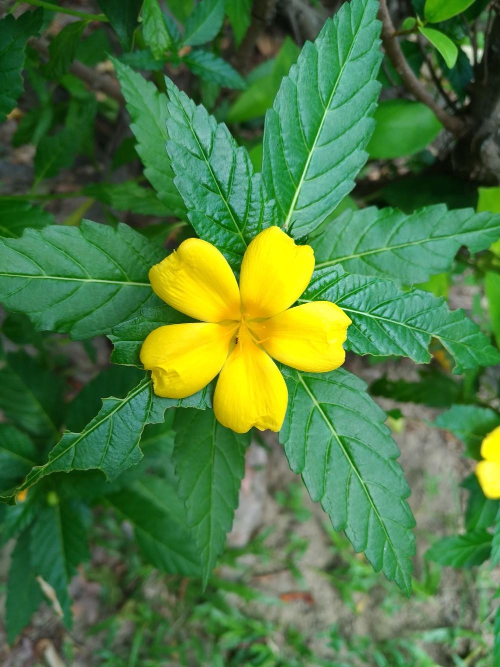 Photo of Yellow Alder (Turnera ulmifolia) uploaded by kdave53