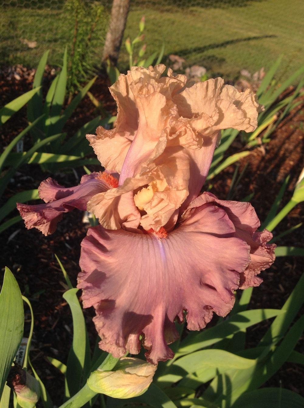 Photo of Tall Bearded Iris (Iris 'Looking Beautiful') uploaded by ElleBeesIrisWorld