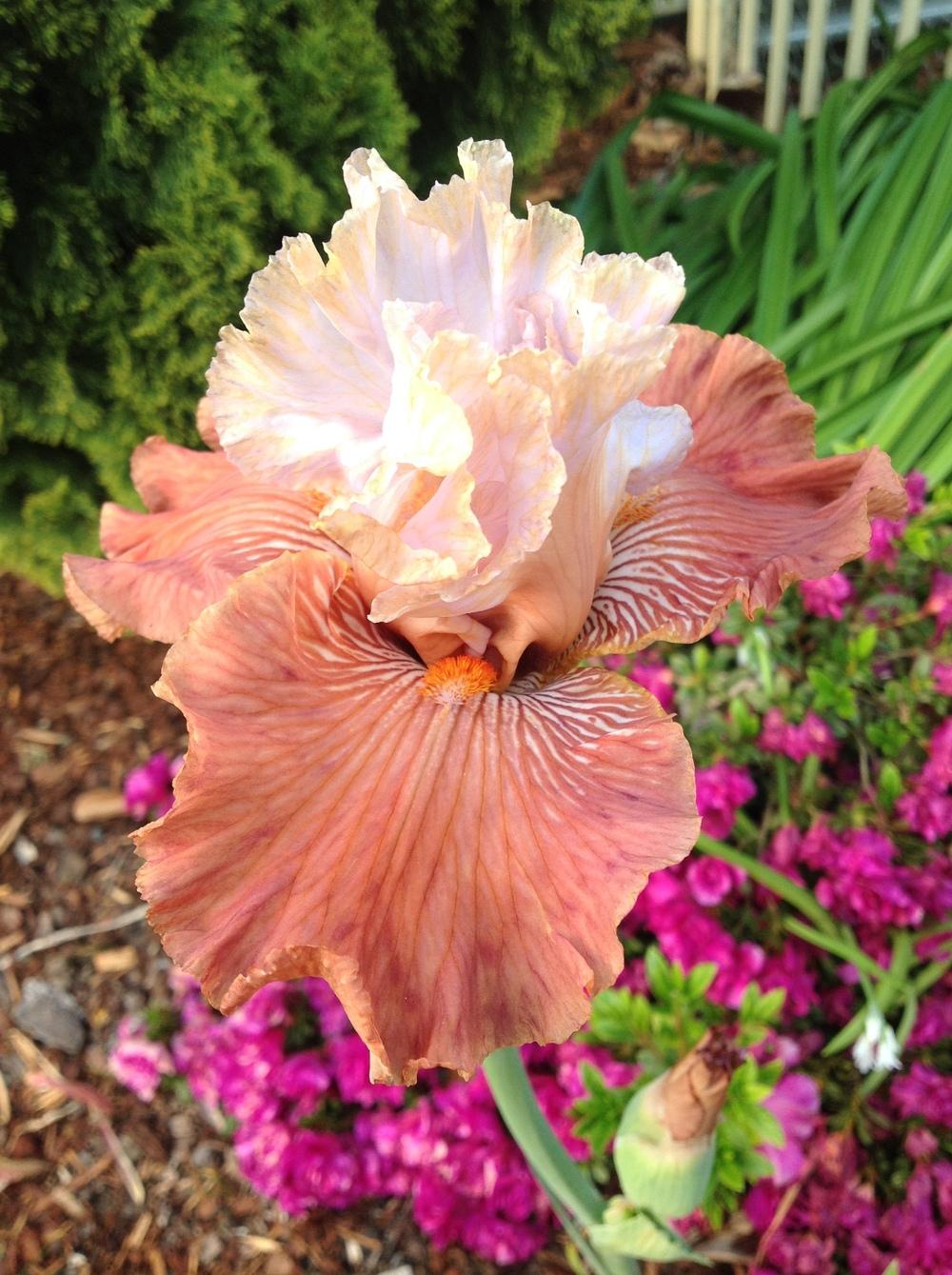 Photo of Tall Bearded Iris (Iris 'Mandarin Morning') uploaded by ElleBeesIrisWorld