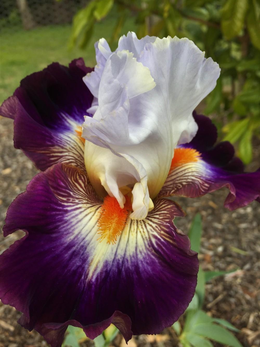 Photo of Tall Bearded Iris (Iris 'Mindful') uploaded by ElleBeesIrisWorld