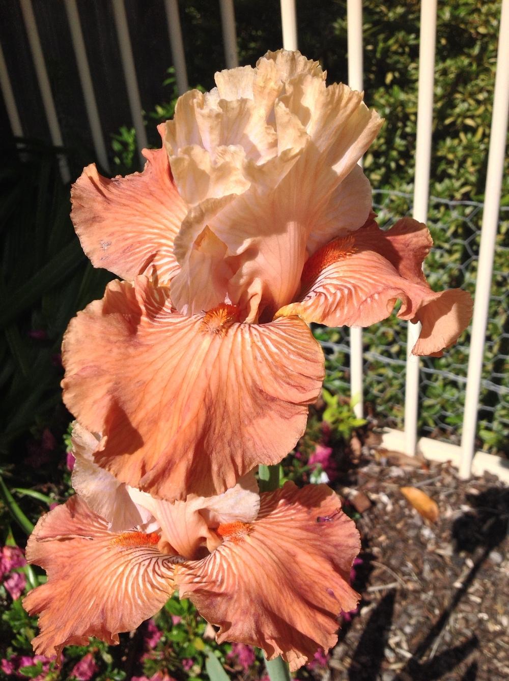 Photo of Tall Bearded Iris (Iris 'Mandarin Morning') uploaded by ElleBeesIrisWorld