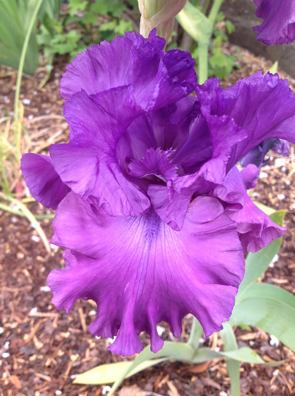 Photo of Tall Bearded Iris (Iris 'Majestic Ruler') uploaded by ElleBeesIrisWorld