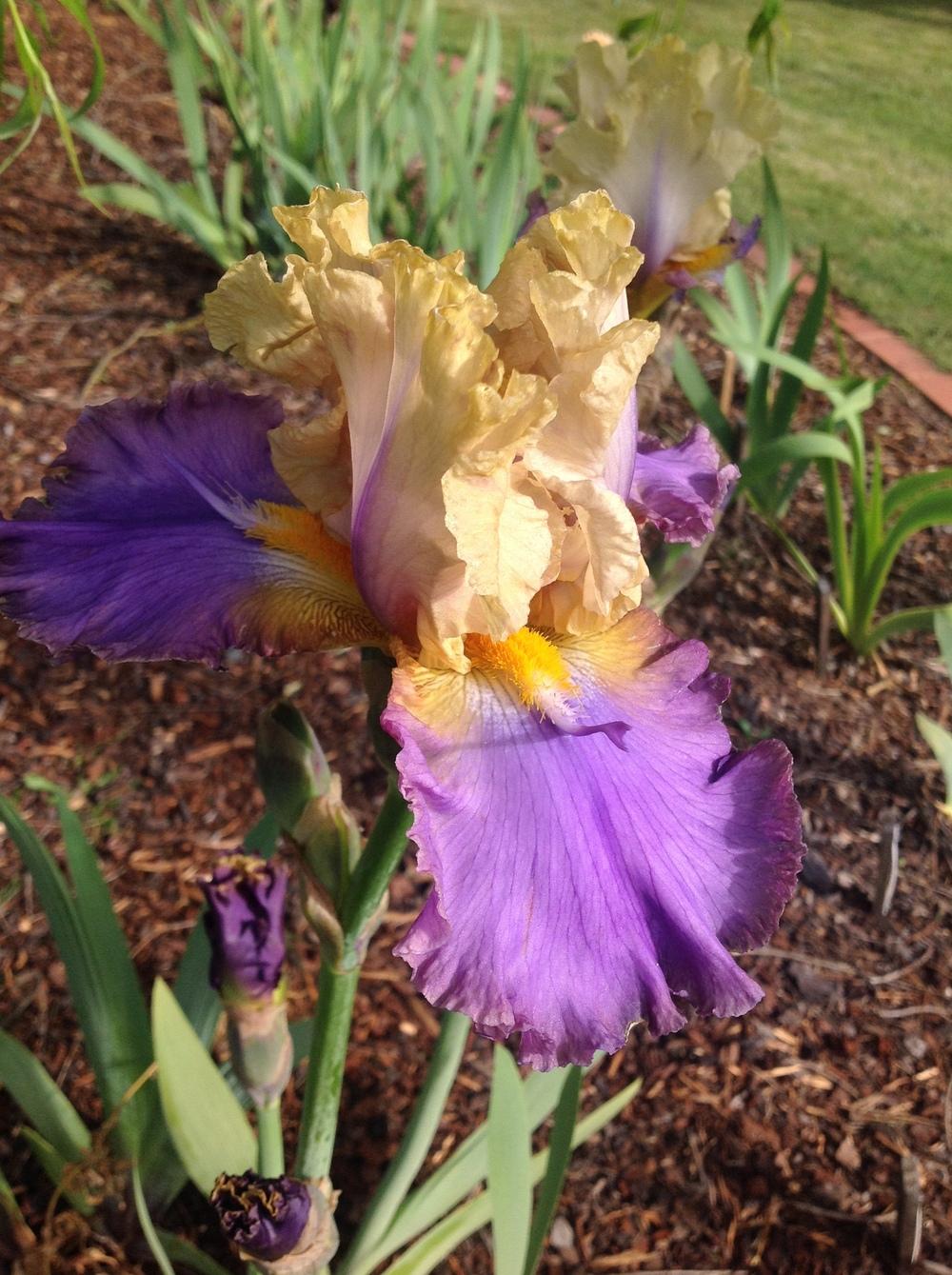 Photo of Tall Bearded Iris (Iris 'Mist Arising') uploaded by ElleBeesIrisWorld