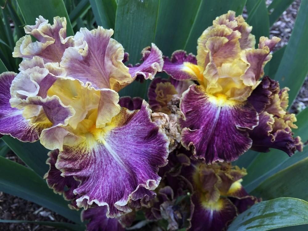 Photo of Tall Bearded Iris (Iris 'High Master') uploaded by ElleBeesIrisWorld