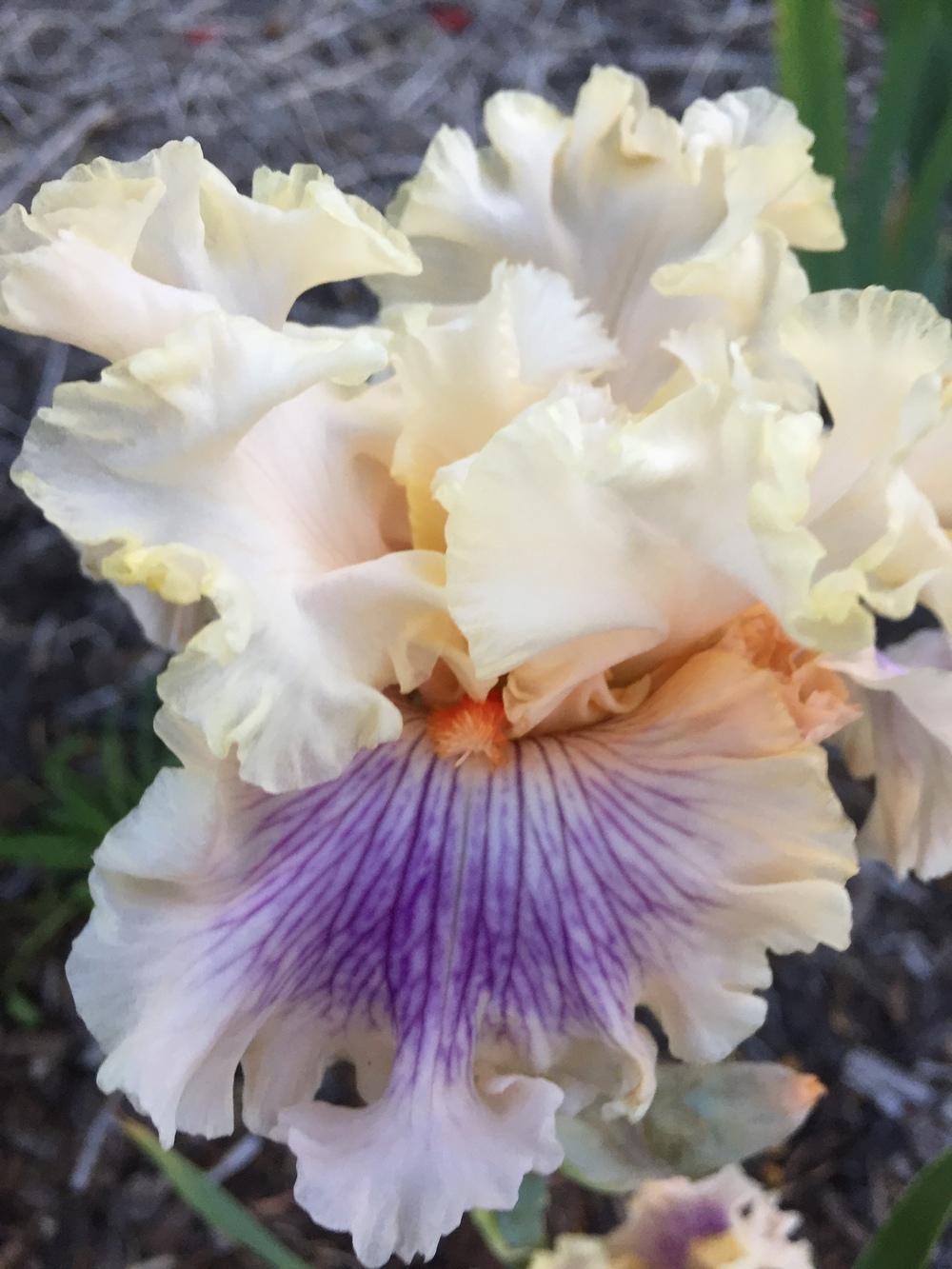 Photo of Tall Bearded Iris (Iris 'Matters of the Heart') uploaded by ElleBeesIrisWorld