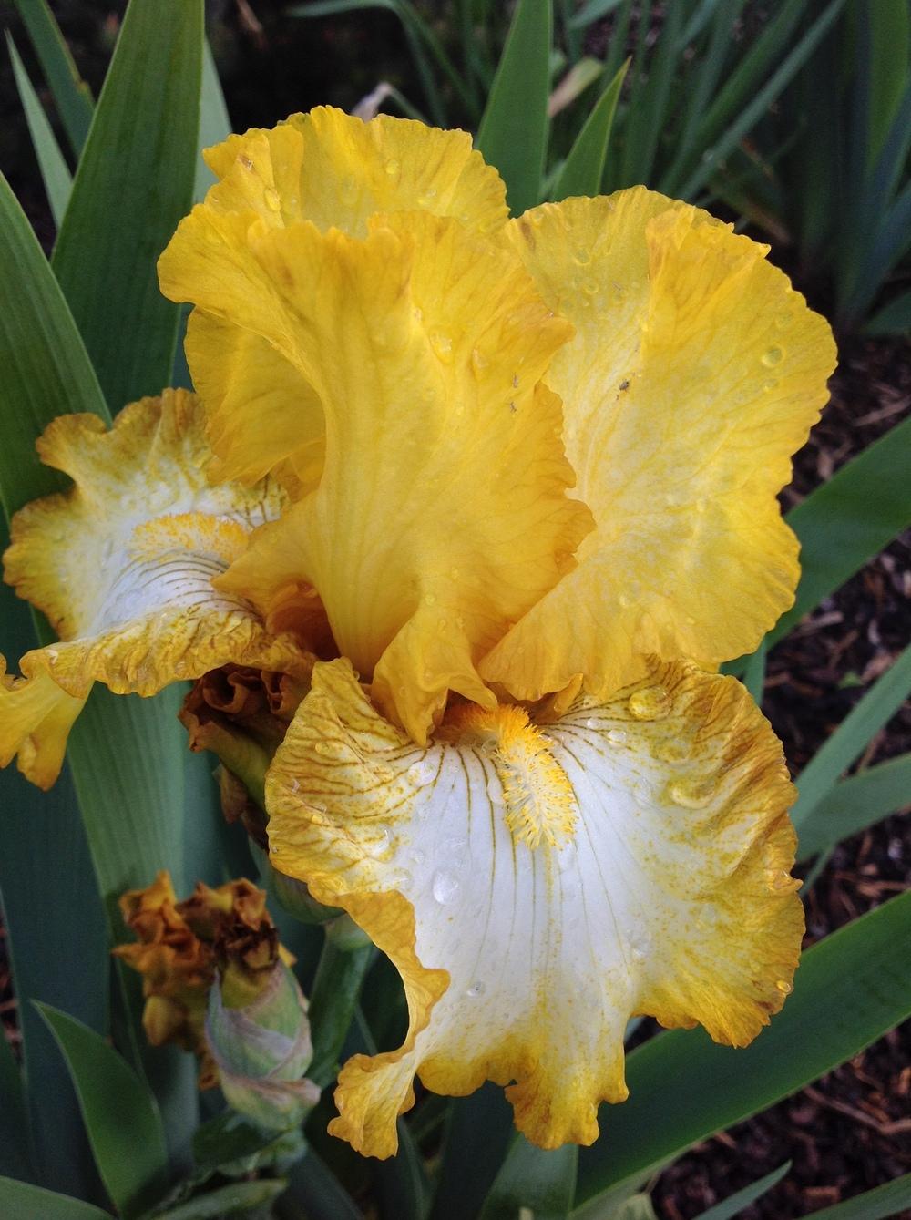 Photo of Tall Bearded Iris (Iris 'Light Beam') uploaded by ElleBeesIrisWorld