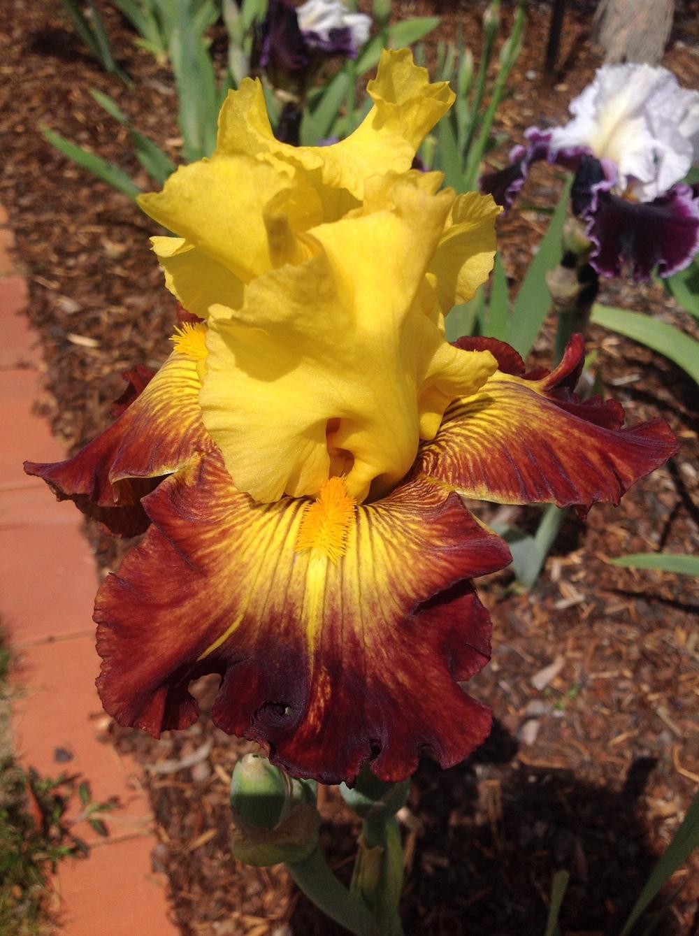 Photo of Tall Bearded Iris (Iris 'Hot Danish') uploaded by ElleBeesIrisWorld