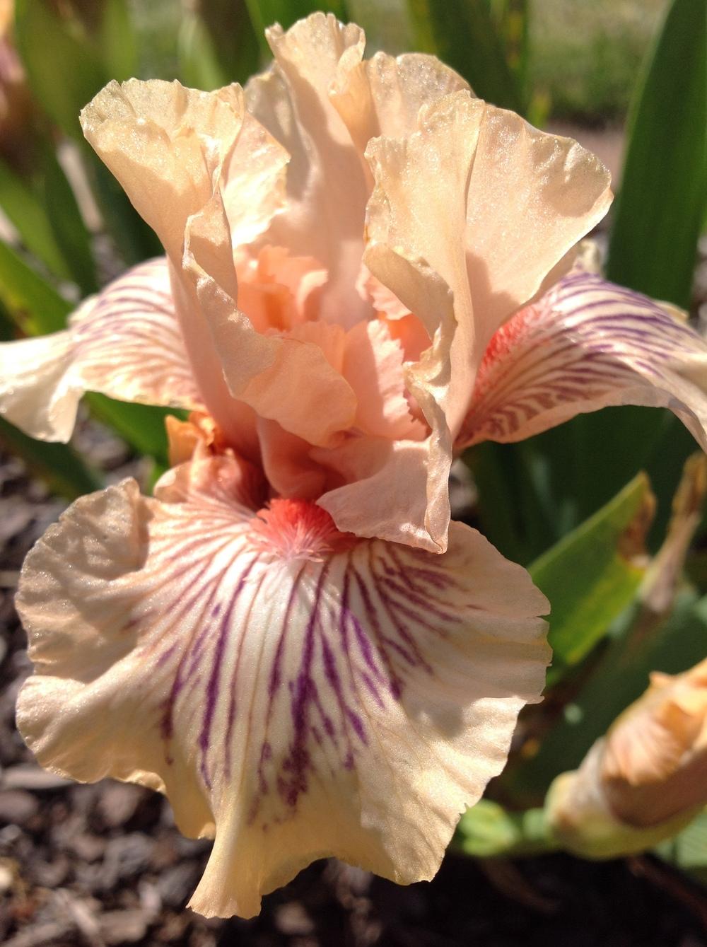 Photo of Intermediate Bearded Iris (Iris 'Love the Look') uploaded by ElleBeesIrisWorld