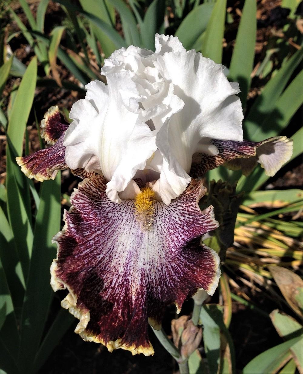 Photo of Tall Bearded Iris (Iris 'Looky Loo') uploaded by ElleBeesIrisWorld