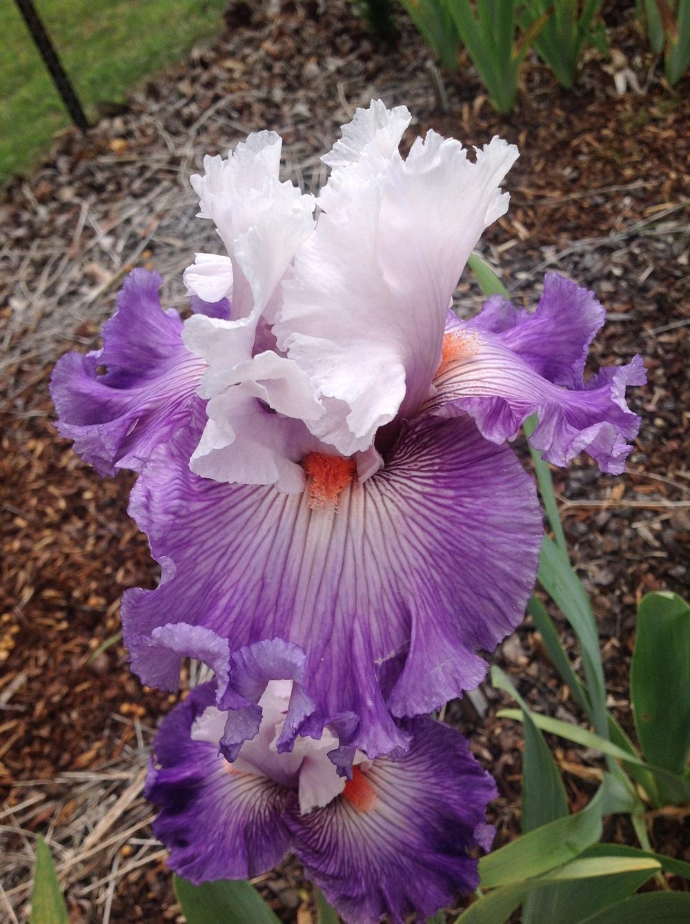 Photo of Tall Bearded Iris (Iris 'Limerence') uploaded by ElleBeesIrisWorld