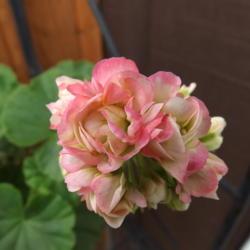 Location: Alaska
Date: 2020-08
I just love this geranium.💕
