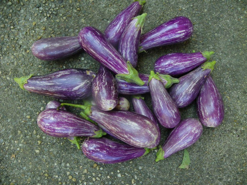 Photo of Eggplant (Solanum melongena 'Fairy Tale') uploaded by Newyorkrita