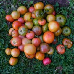 Location: Long Island, NY 
Date: September 2019
Tomatoes in the grass