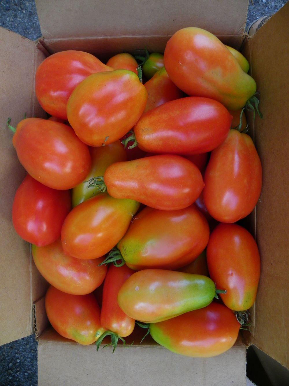 Photo of Tomato (Solanum lycopersicum 'Roma') uploaded by Newyorkrita