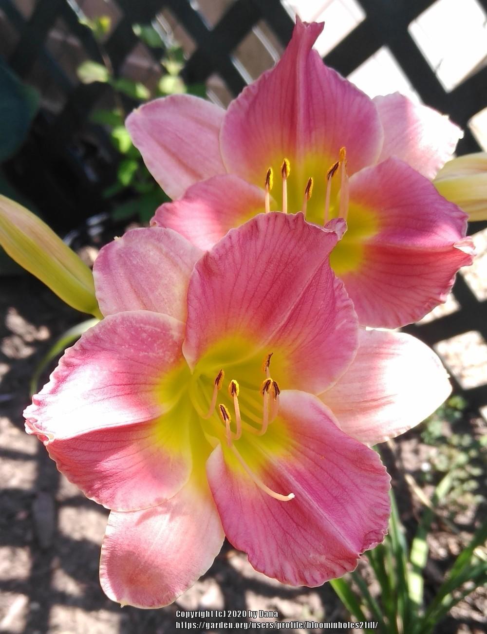Photo of Daylily (Hemerocallis 'Final Touch') uploaded by bloominholes2fill
