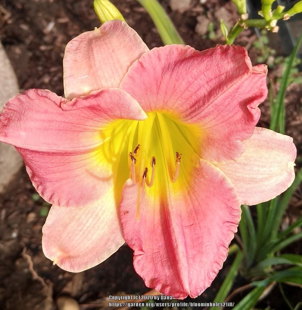 Photo of Daylily (Hemerocallis 'Final Touch') uploaded by bloominholes2fill