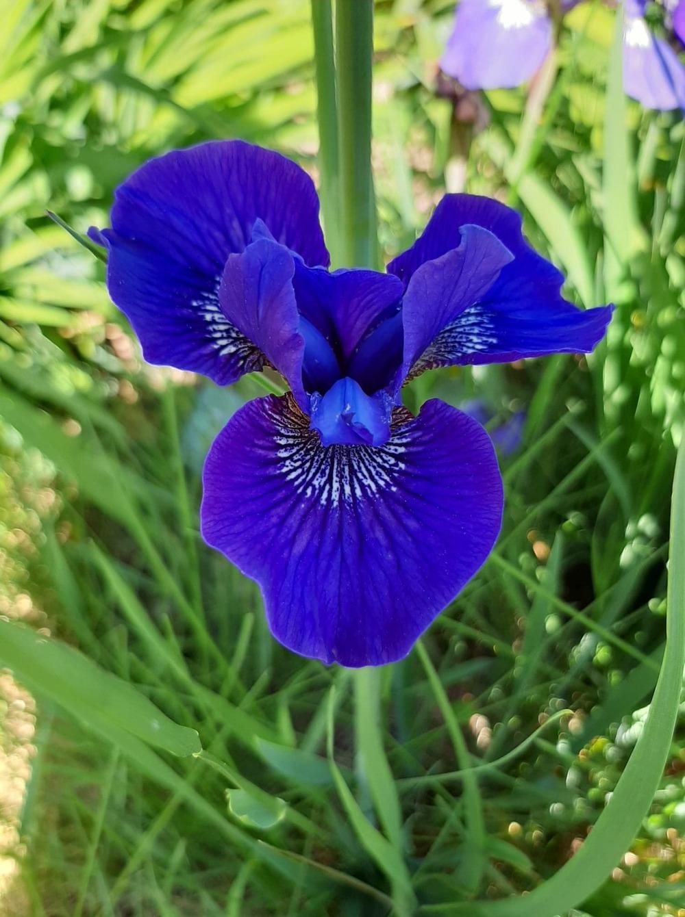 Photo of Siberian Iris (Iris 'Silver Edge') uploaded by pixie62560